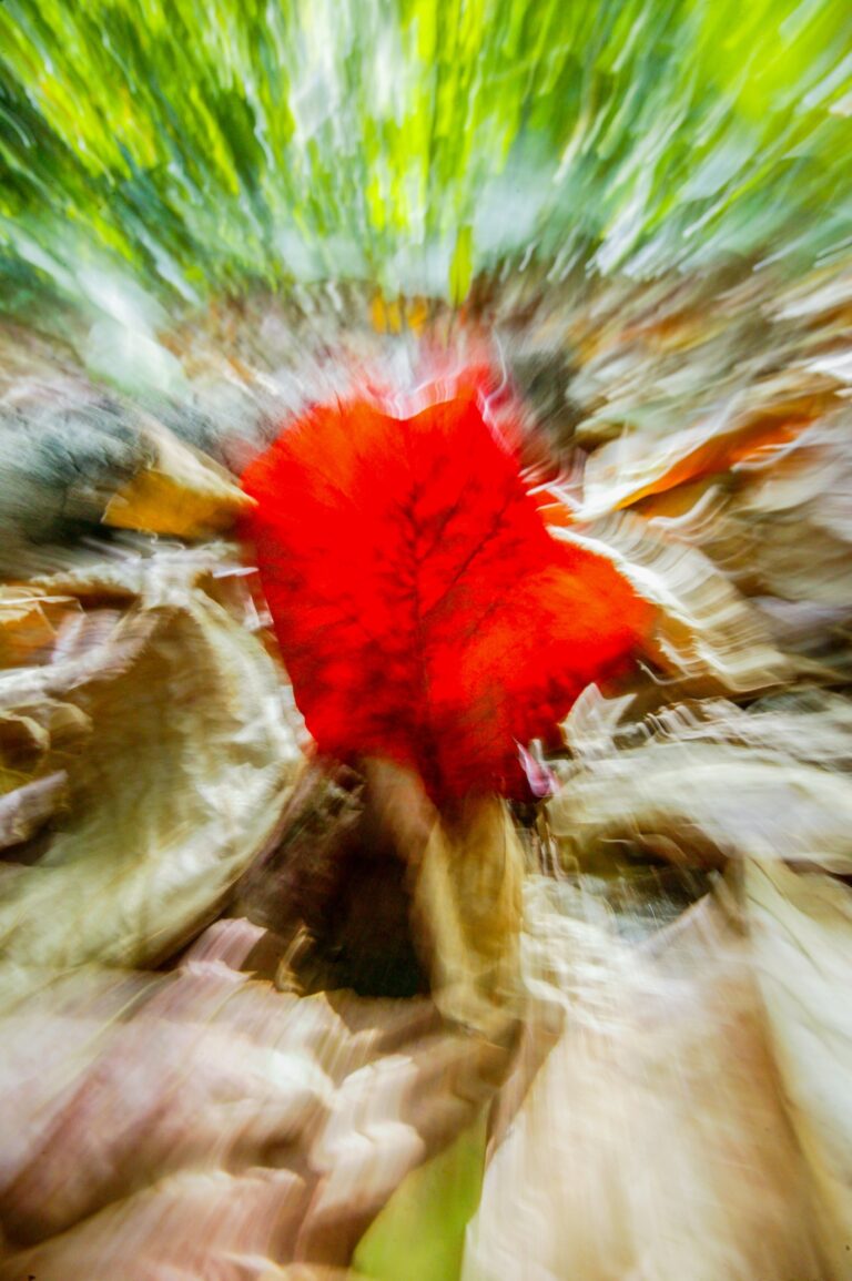 Red flower photographed with radial blur