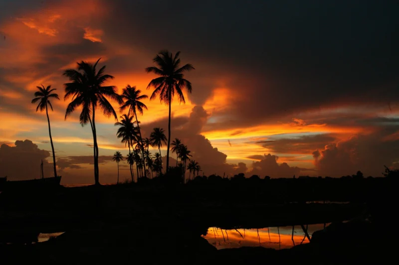 Palm trees silhouetted against a tropical sunset